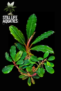 Bucephalandra Value Pack