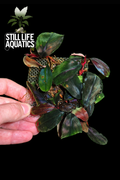 Bucephalandra 'Metallic Blue' Sheet
