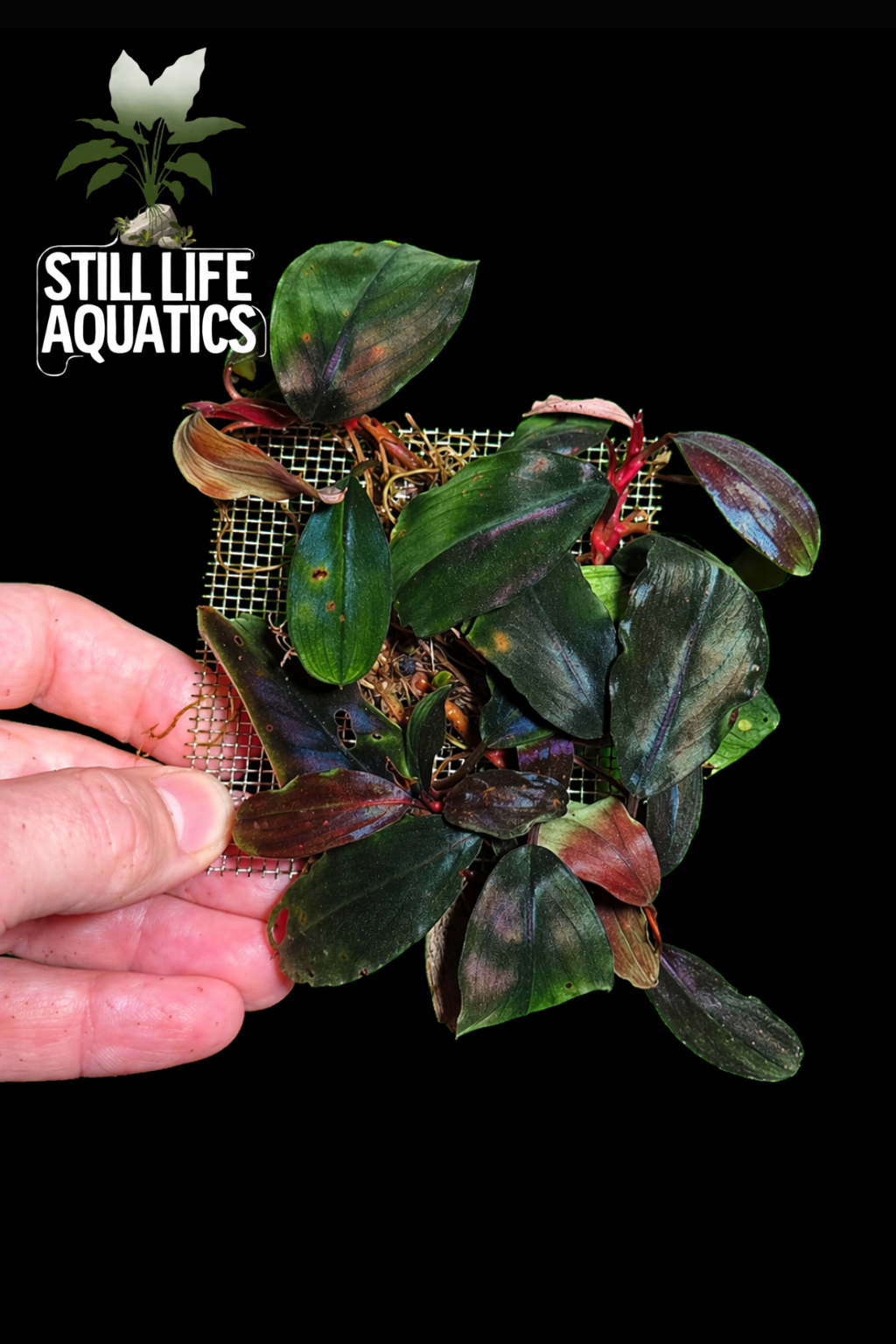 Bucephalandra 'Metallic Blue' Sheet
