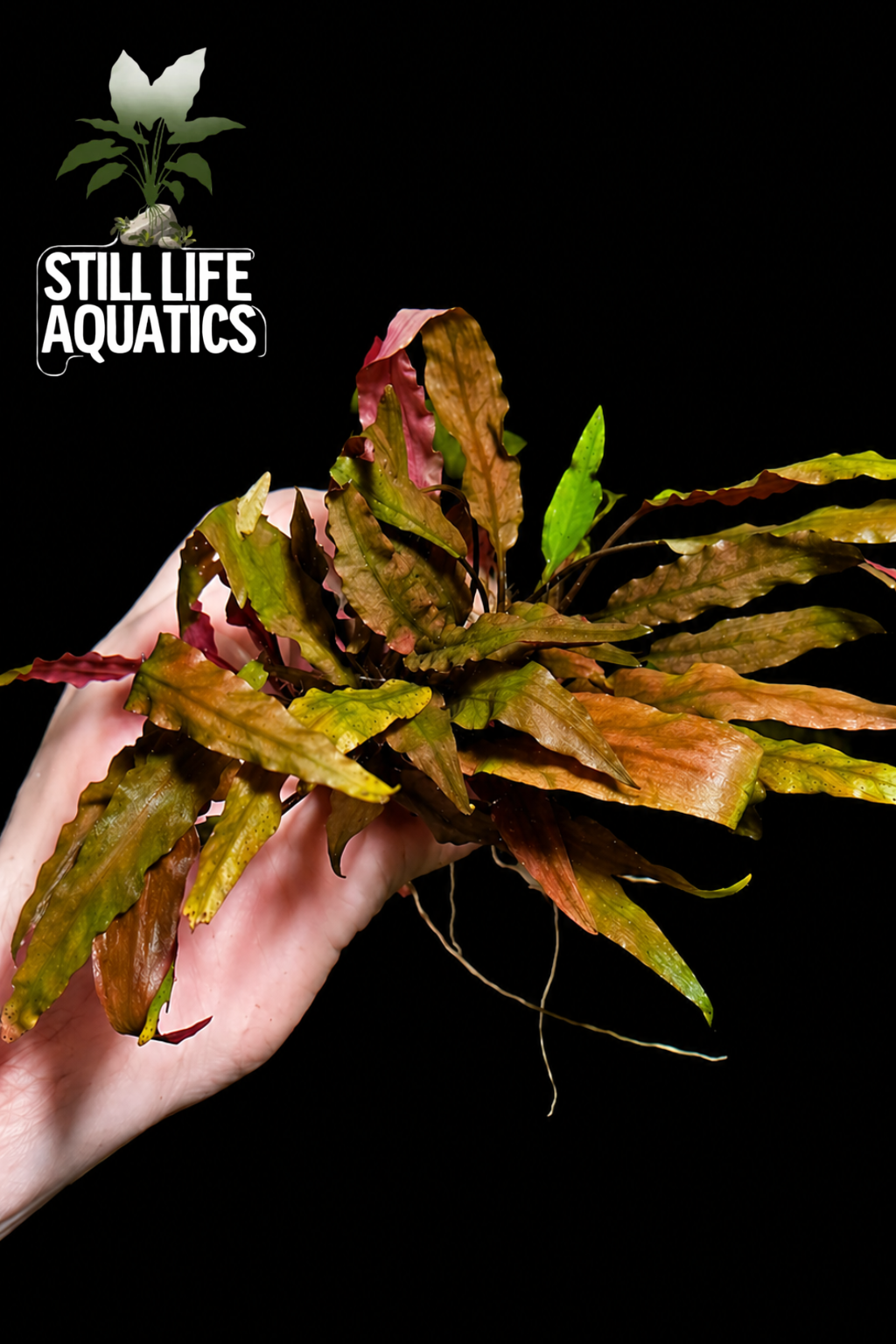 Cyptocoryne Wendtii Brown Clump