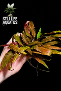 Cyptocoryne Wendtii Brown Clump