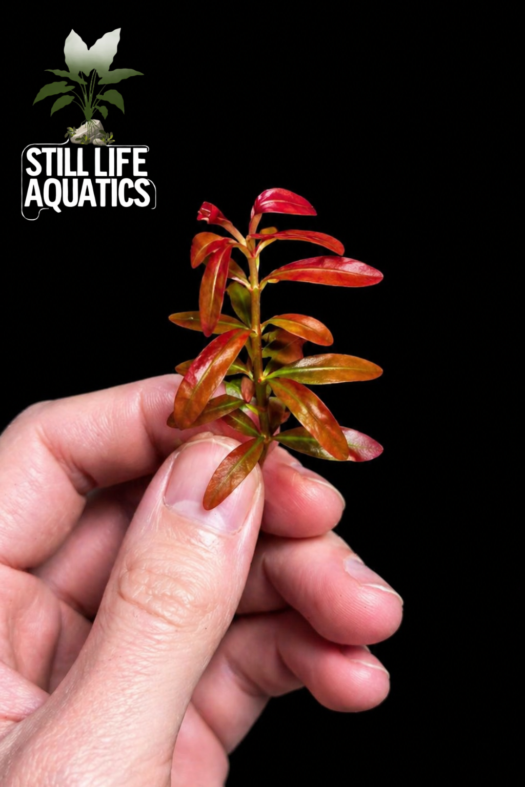 Rotala Ramosior ‘Sunset’