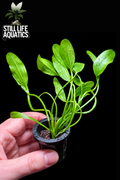 Sagittaria Subulata pot