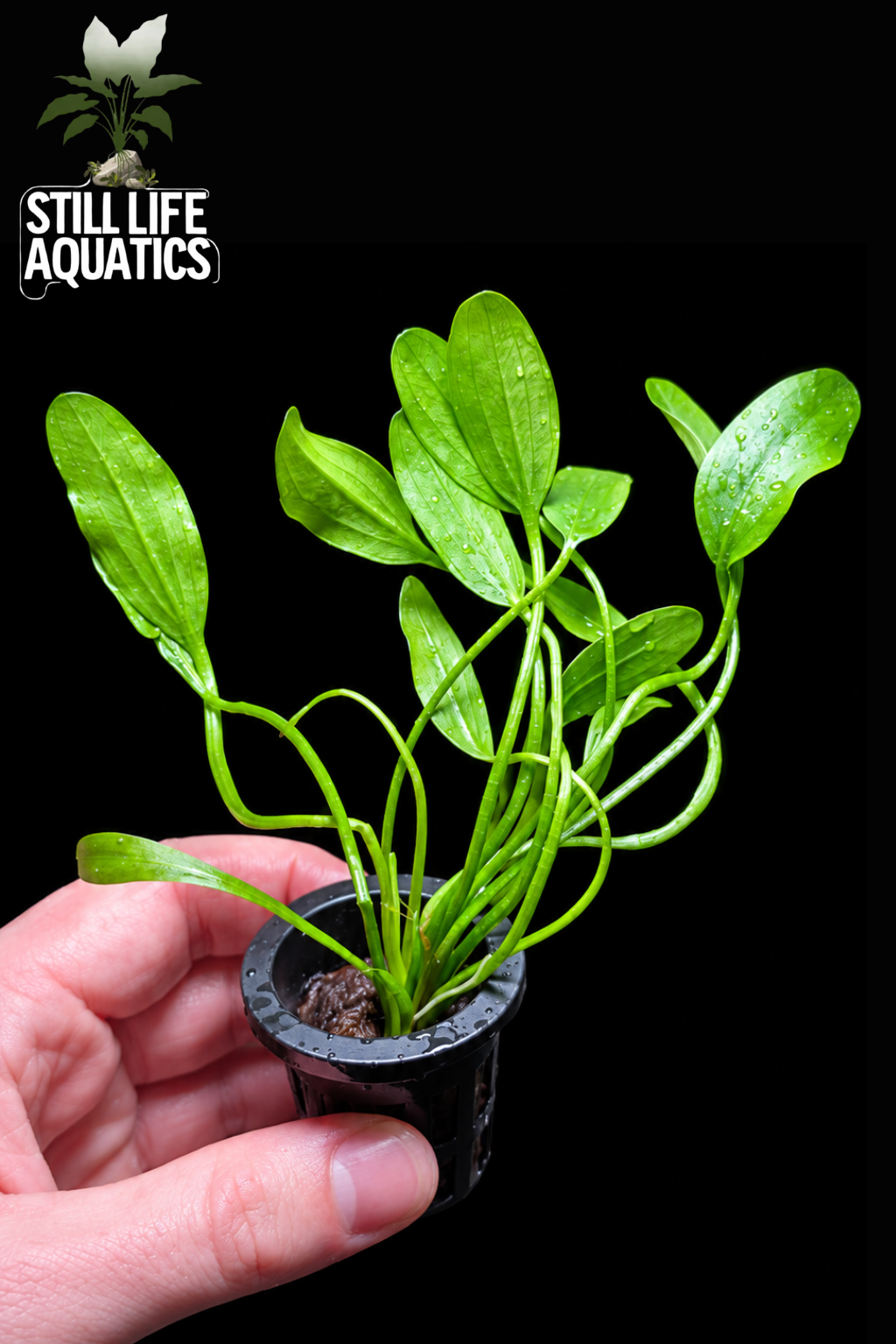 Sagittaria Subulata pot