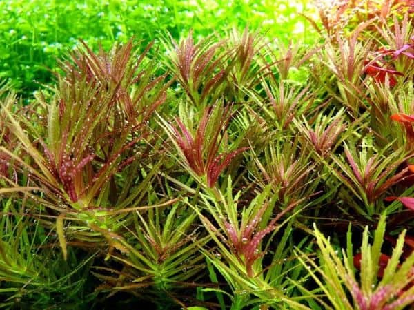 Limnophila Aromatica
