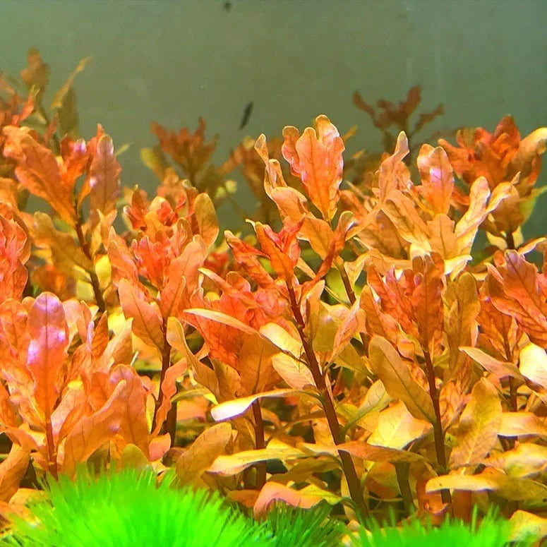 Ludwigia inclinata