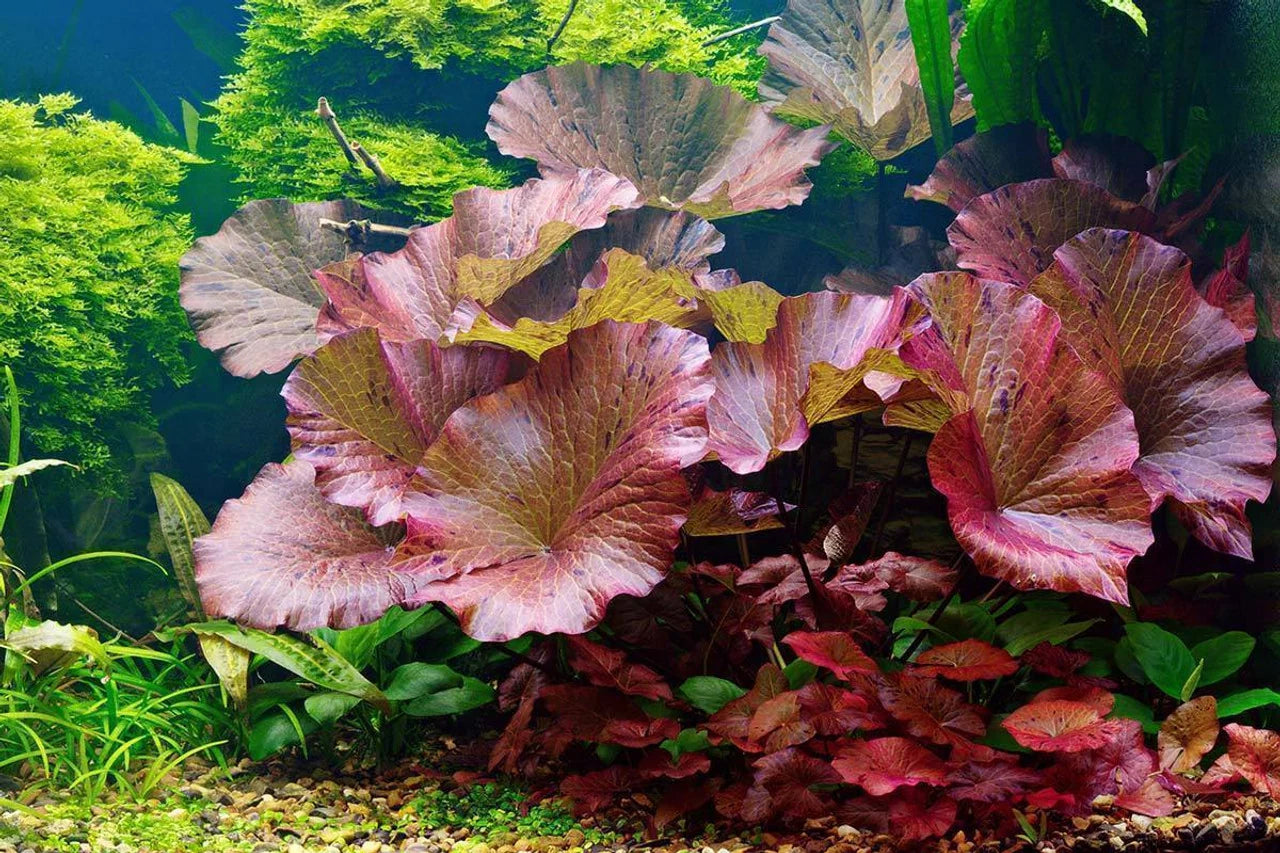 Red Tiger Lotus (Nymphaea zenkeri)