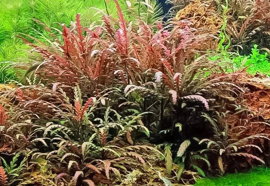 Hygrophila Pinnatifida