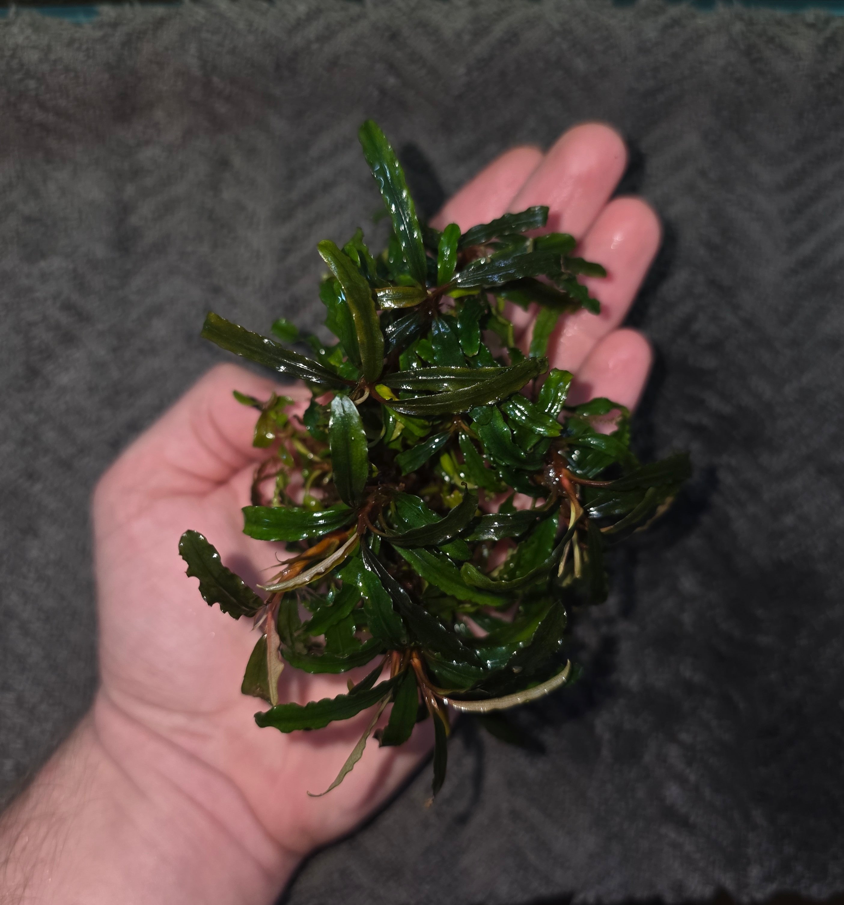Bucephalandra Catherine Clump