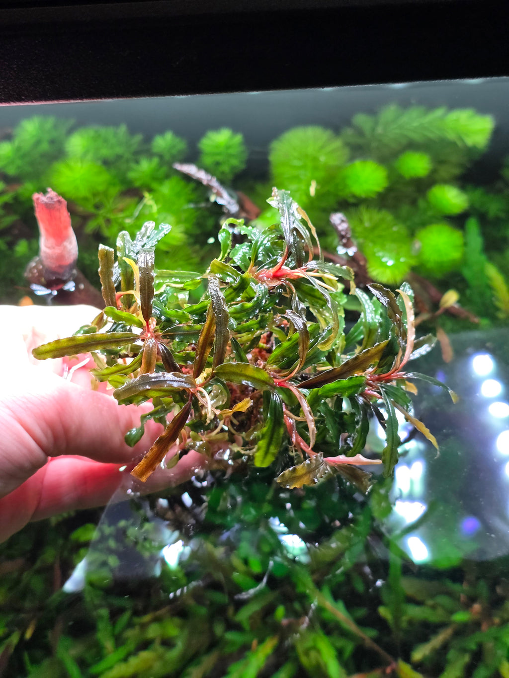 Bucephalandra Catherine Clump