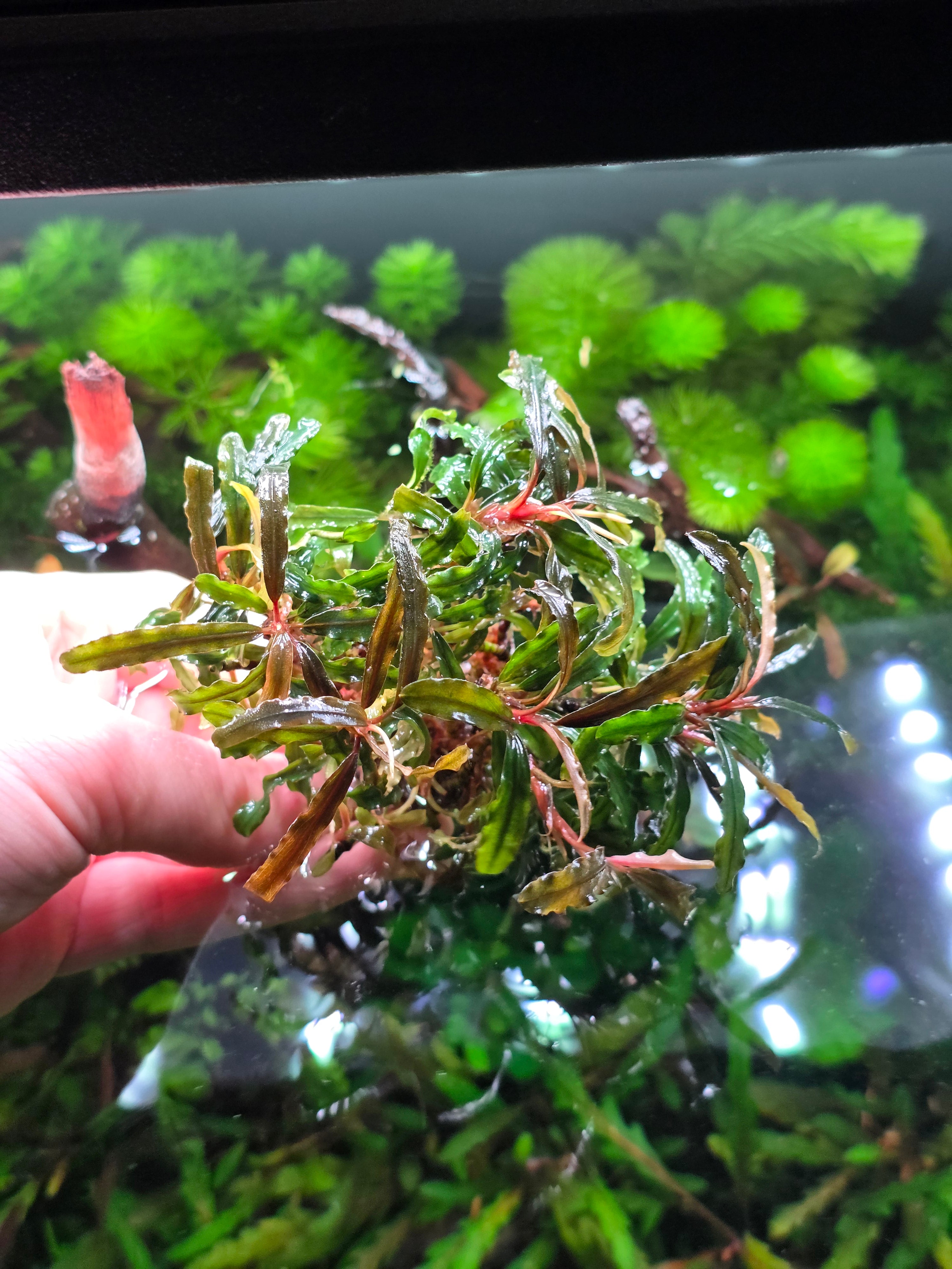 Bucephalandra Catherine Clump