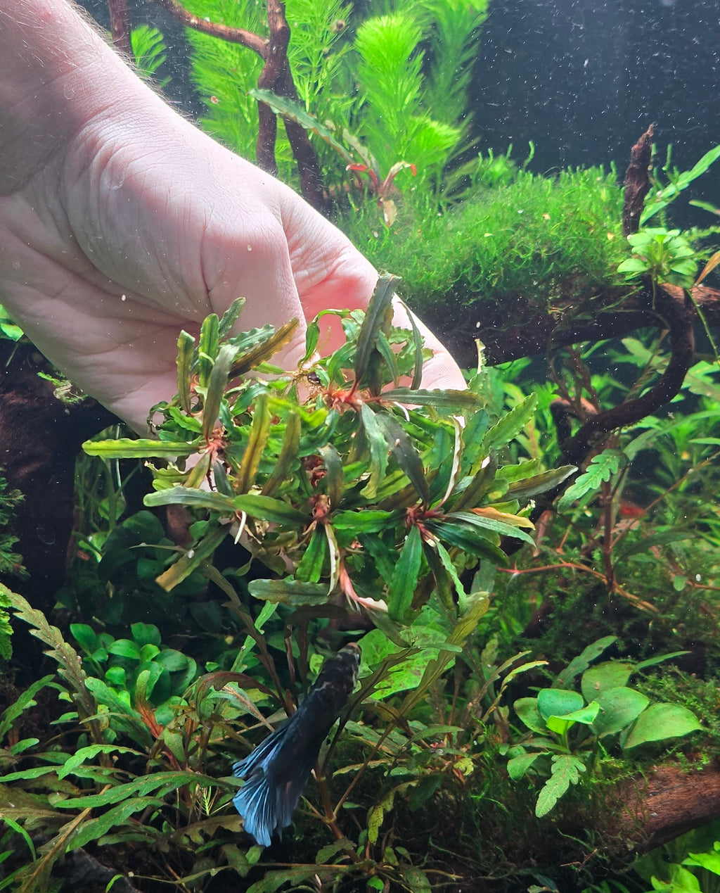 Bucephalandra Catherine Clump