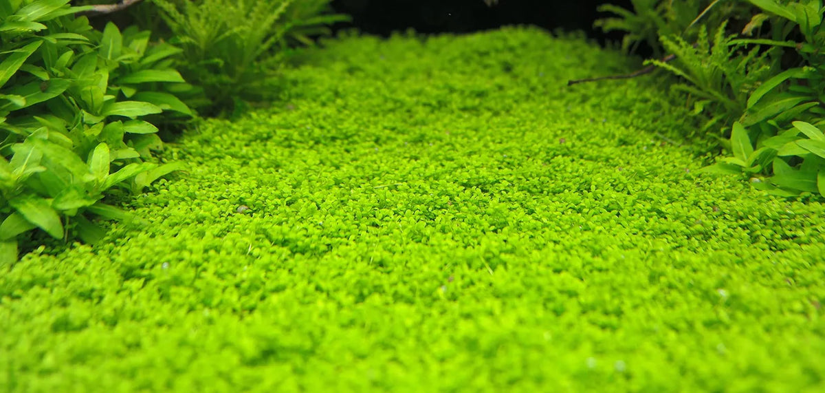 HC Cuba (Dwarf Baby Tear's) Pot