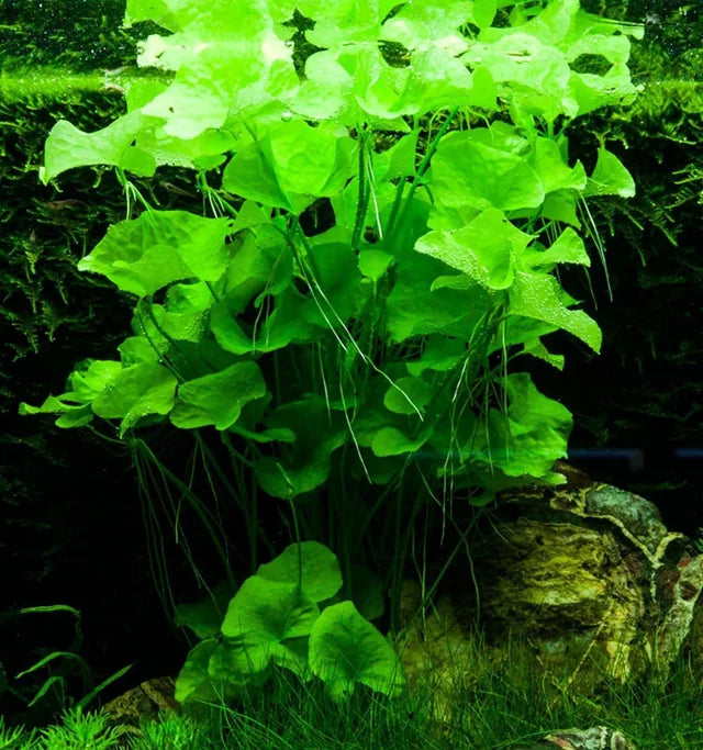 Nymphoides hydrophylla 'Taiwan'