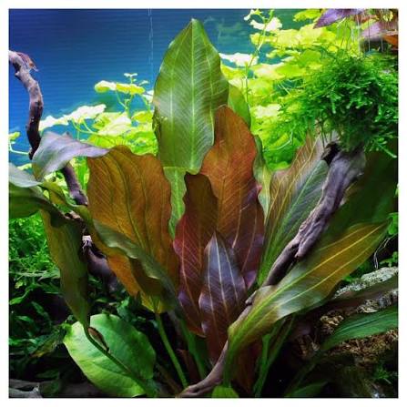 Echinodorus Reni