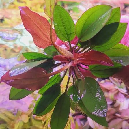 Echinodorus 'Big Bear'