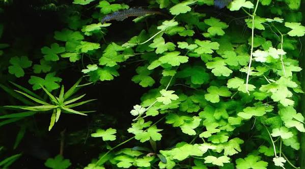 Sagittaria Subulata pot