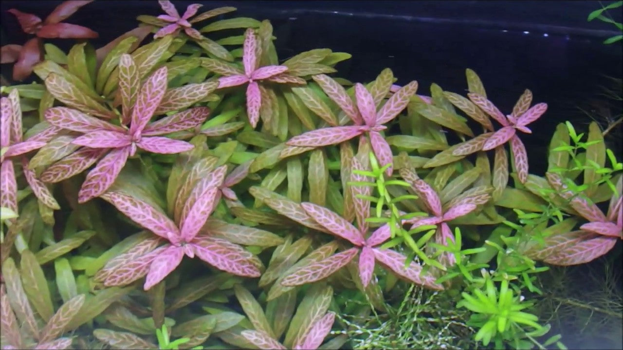 Hygrophila Rosanervig