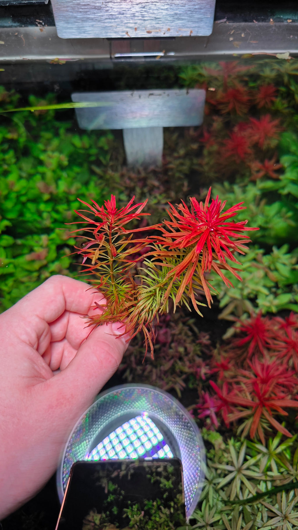 Ludwigia Meta (2 Stems)