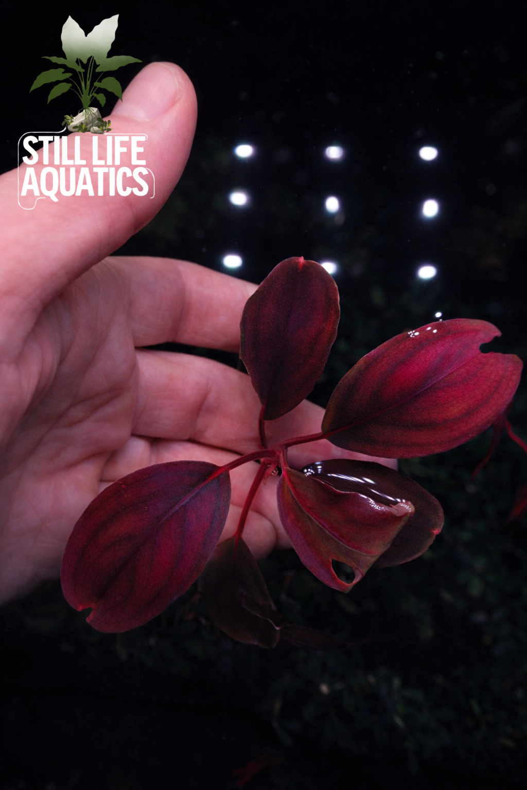 XL Bucephalandra "Violet Blossom"