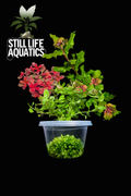 Sunday Plant Pack #Week 2