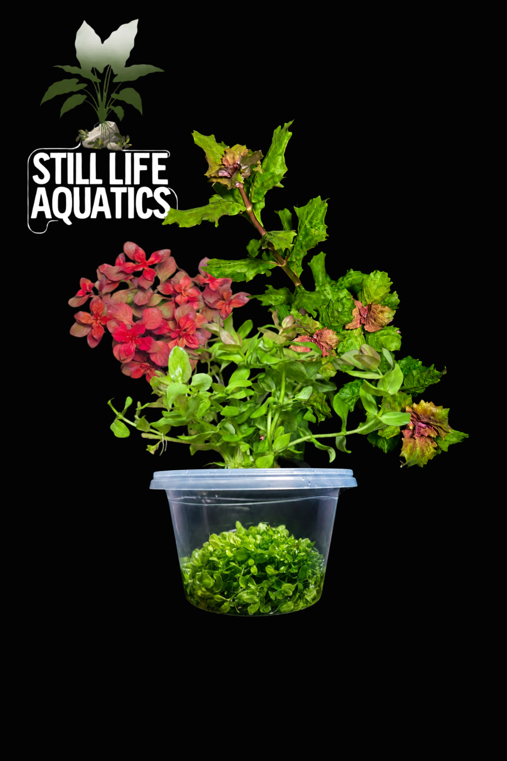 Sunday Plant Pack #Week 2