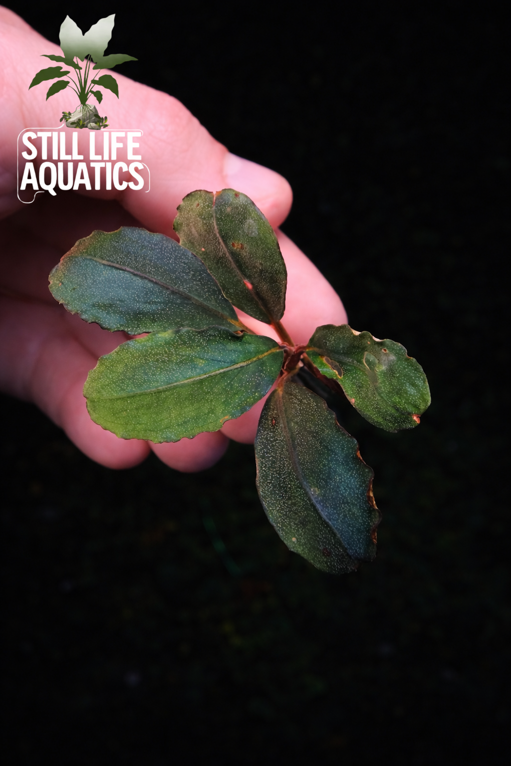 Small Bucephalandra "Theia Red"