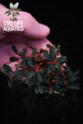Bucephalandra "Brownie Neo" Mother-Clump