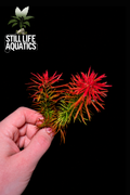 Ludwigia Meta (2 Stems)