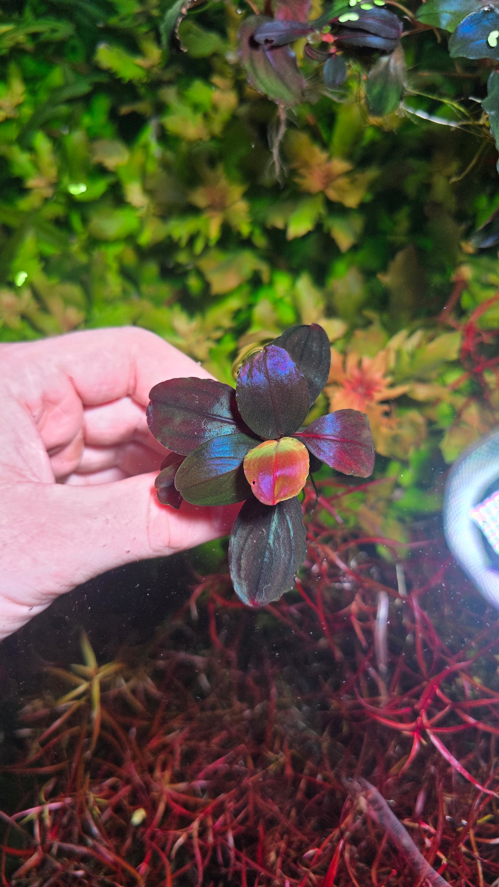 Bucephalandra Helena