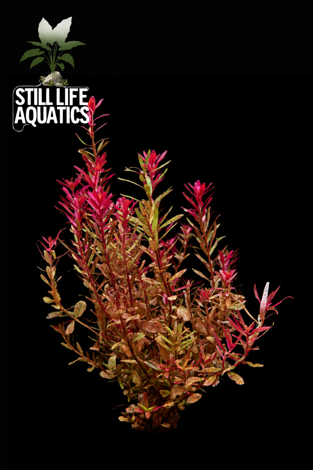 Rotala 'Orange Juice'