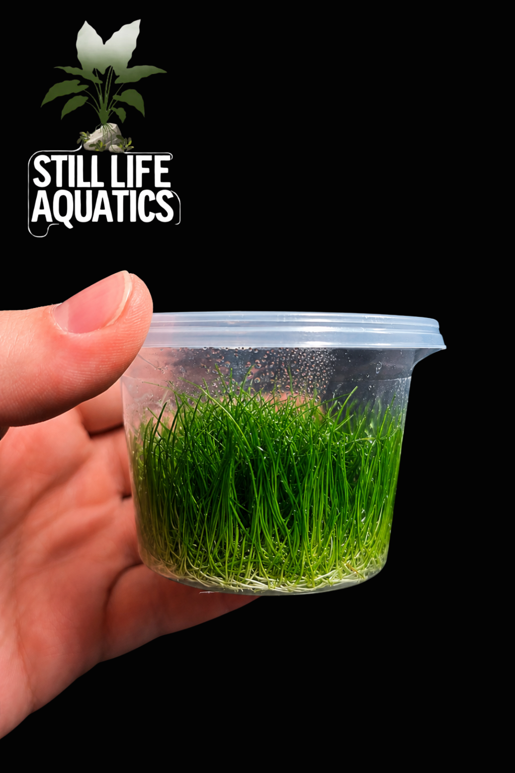 Eleocharis 'Belem' Drawf - Tissue Culture