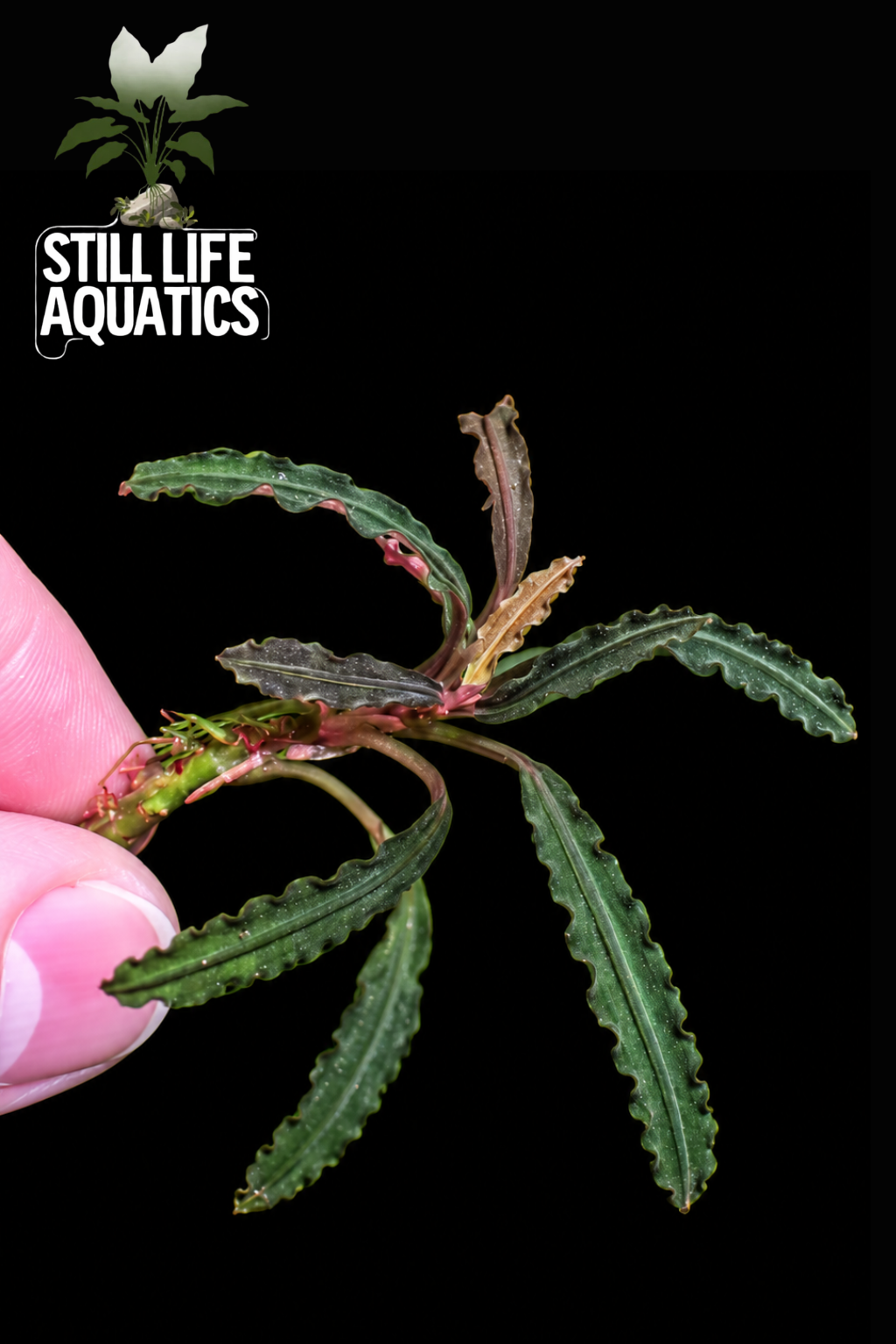 Rare Bucephalandra Godzilla