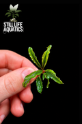 Bucephalandra Catherine - Single Stem