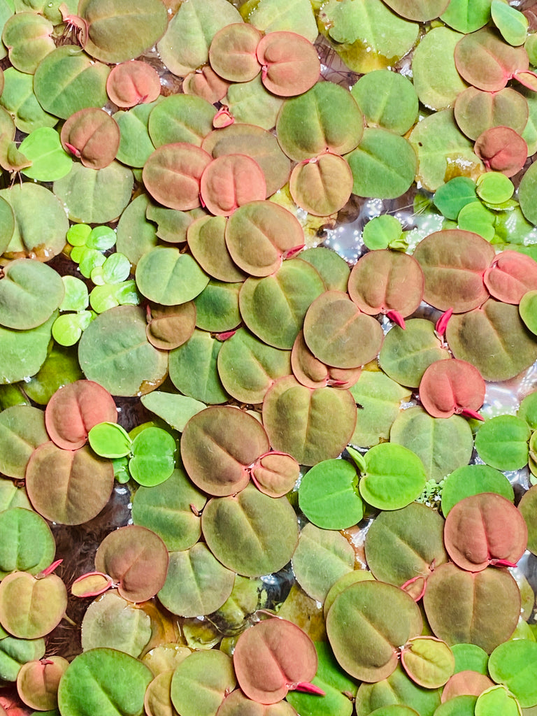 Red Root Floaters (Cup)