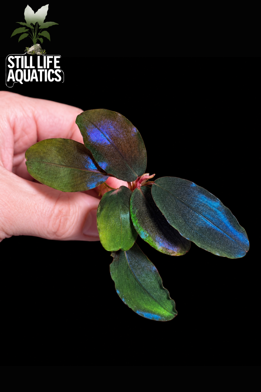 Bucephalandra Black Rock