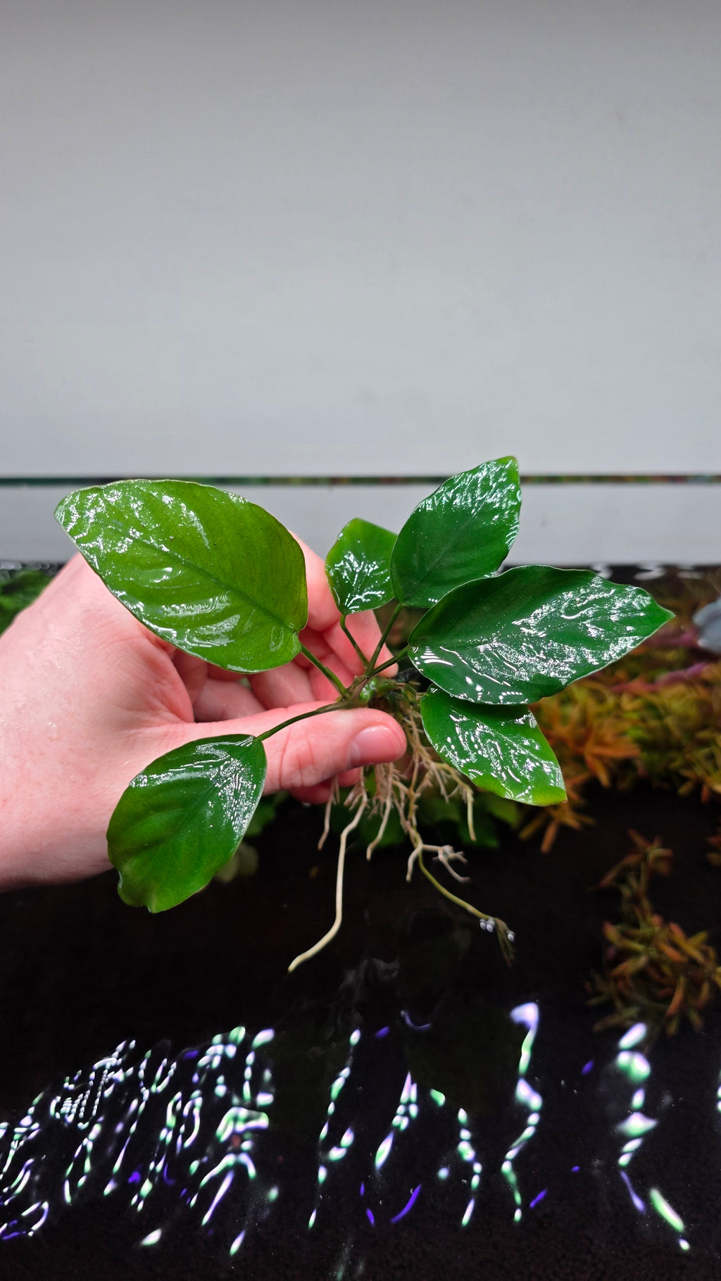 Assorted Anubias