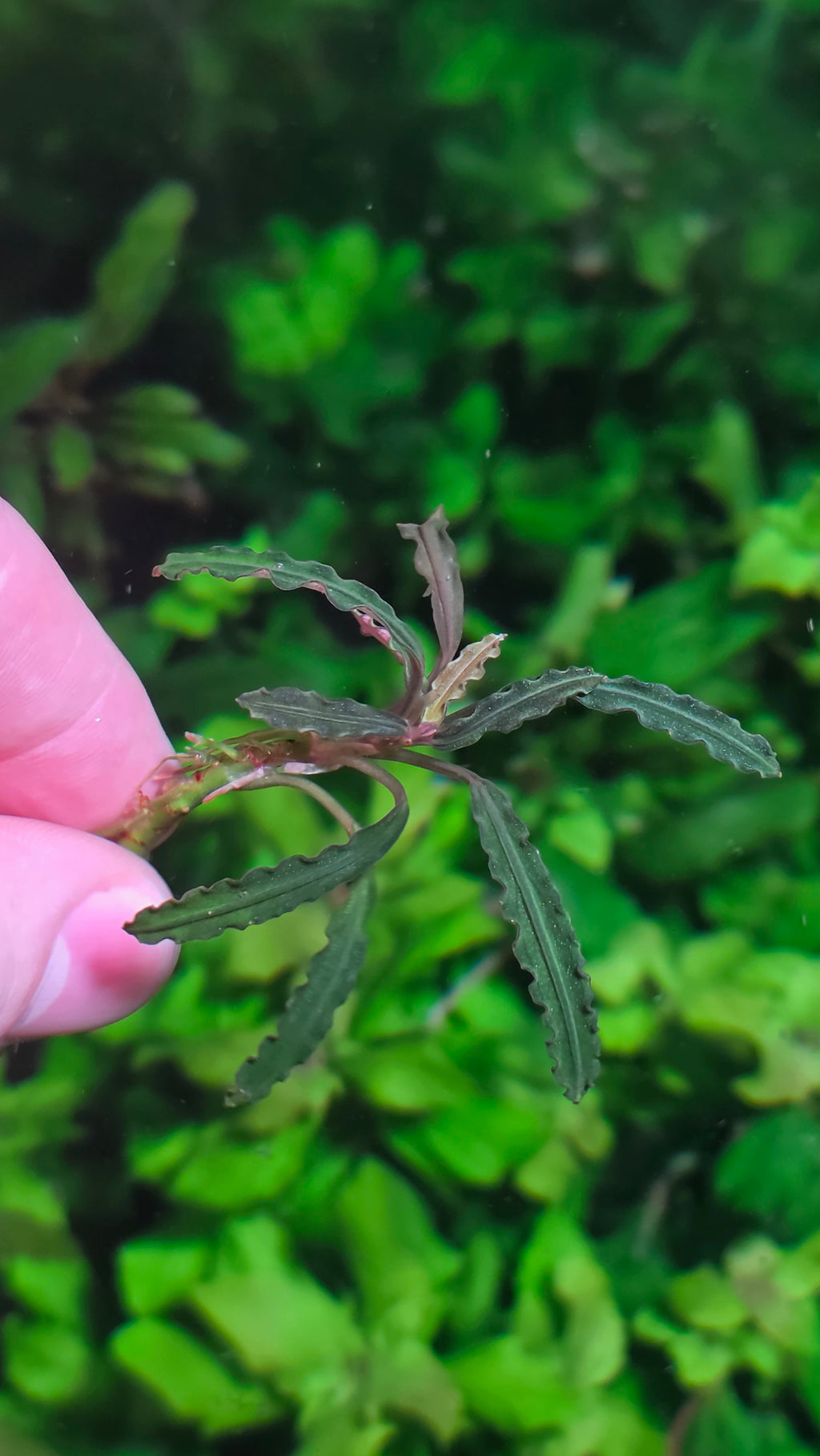 Rare Bucephalandra Godzilla