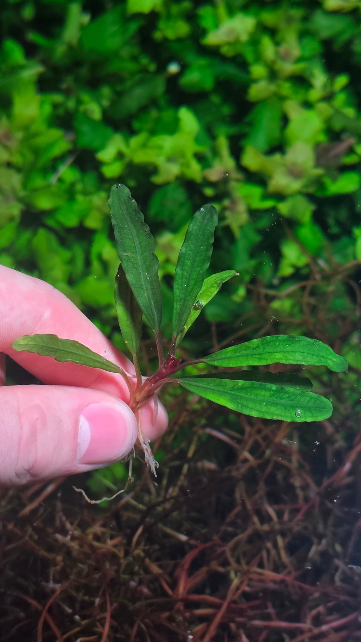 Bucephalandra Bilbis