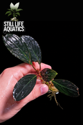 Rare Bucephalandra Dark Skeleton King
