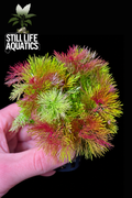 Limnophila Sessiliflora