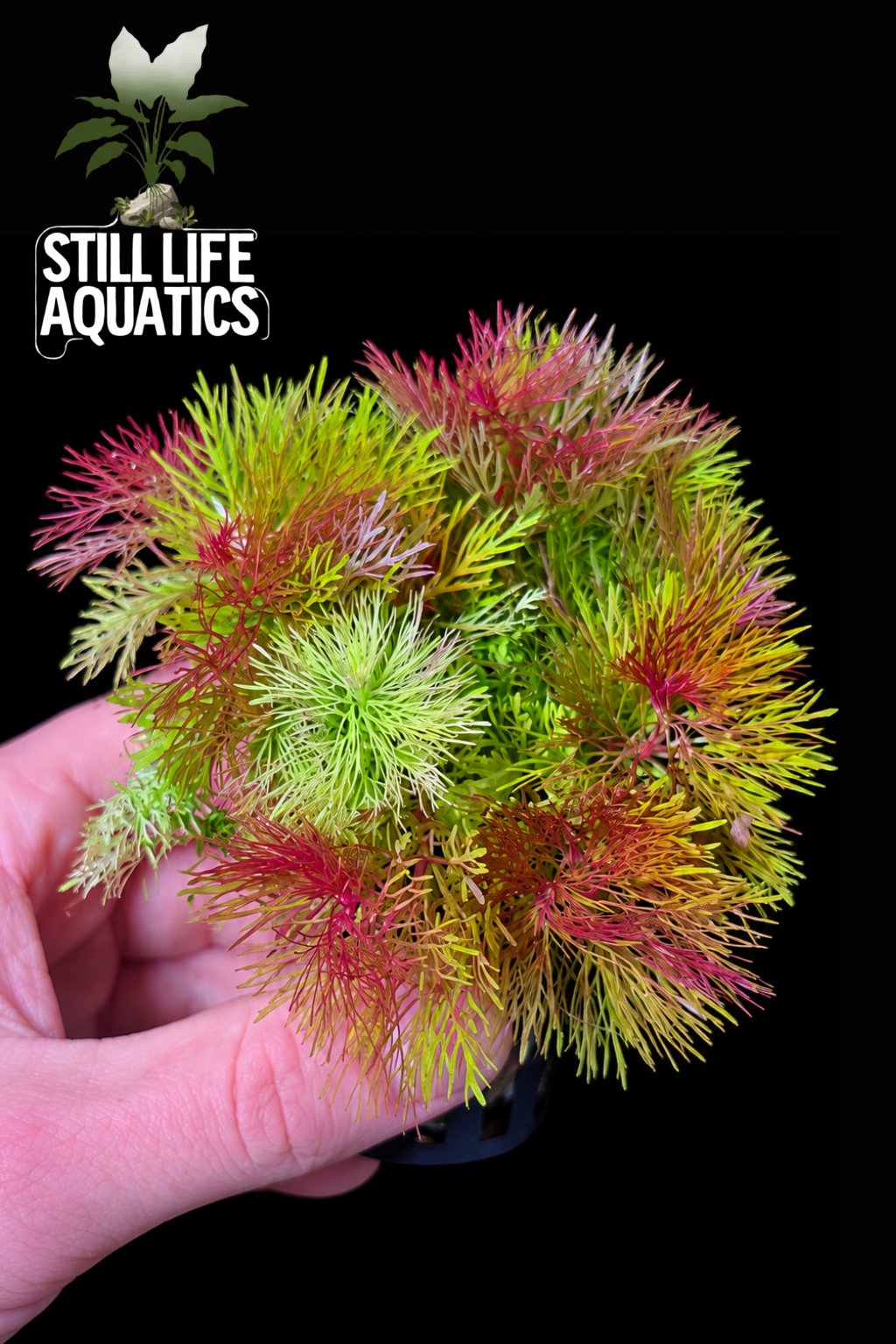 Limnophila Sessiliflora
