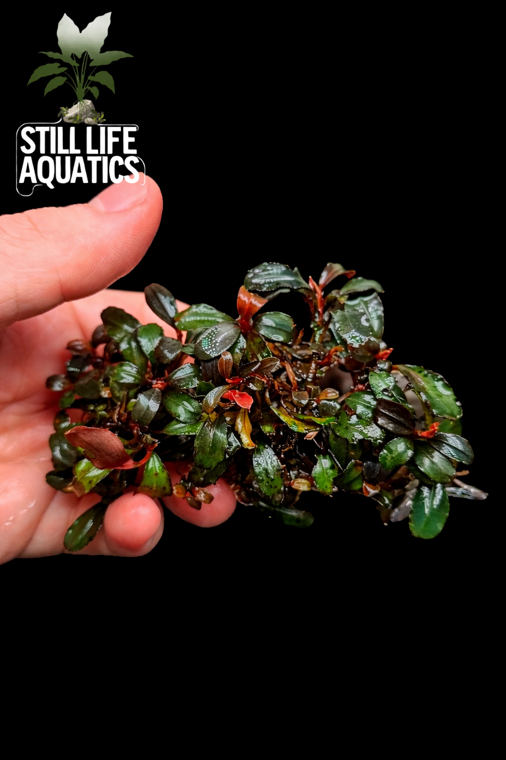 Bucephalandra "Brownie Red" Clump
