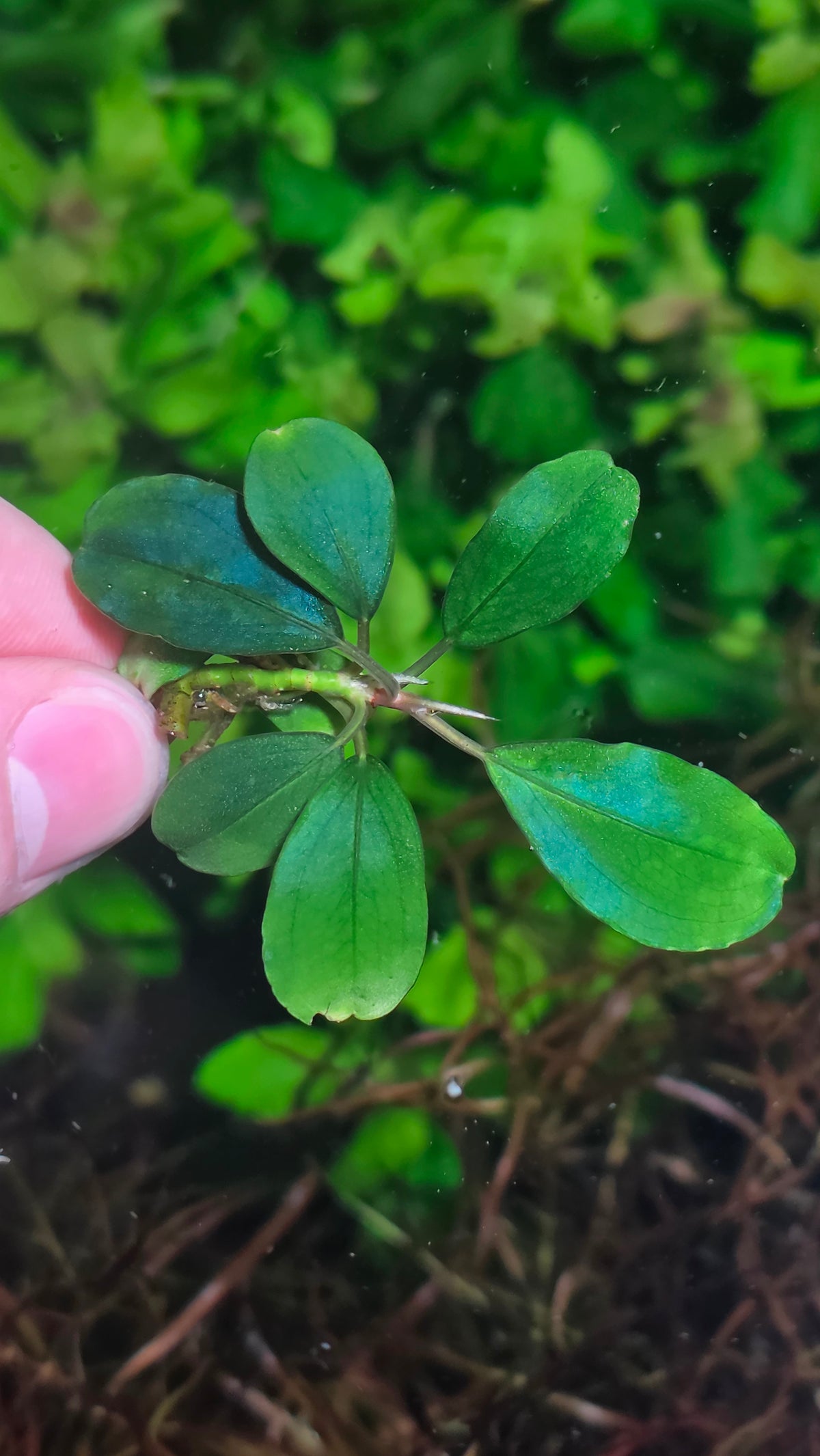 Bucephalandra Helena
