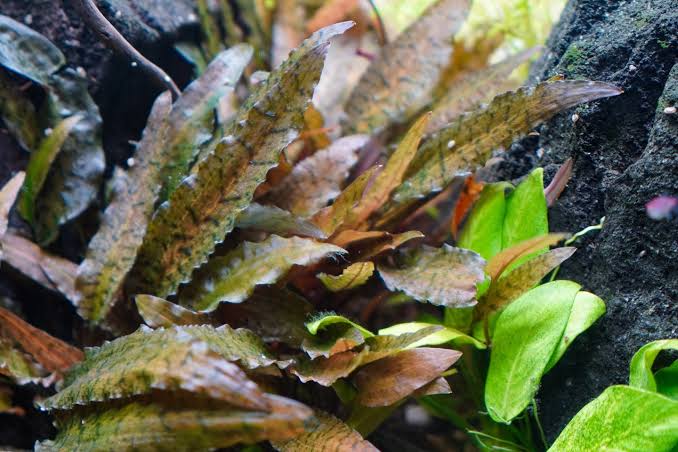 Cryptocoryne Axelrodi - Tissue Culture