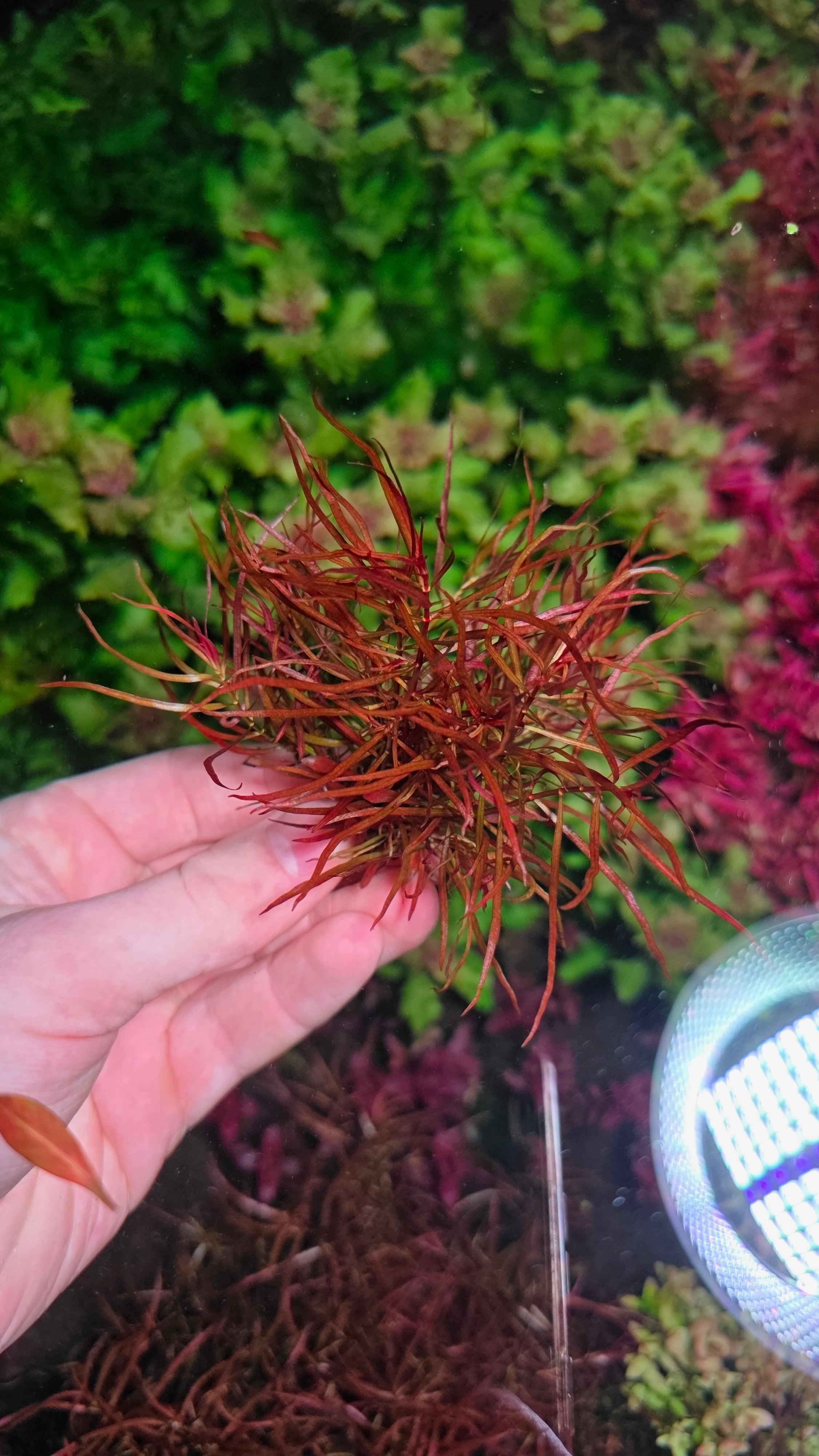 Ludwigia arcuata