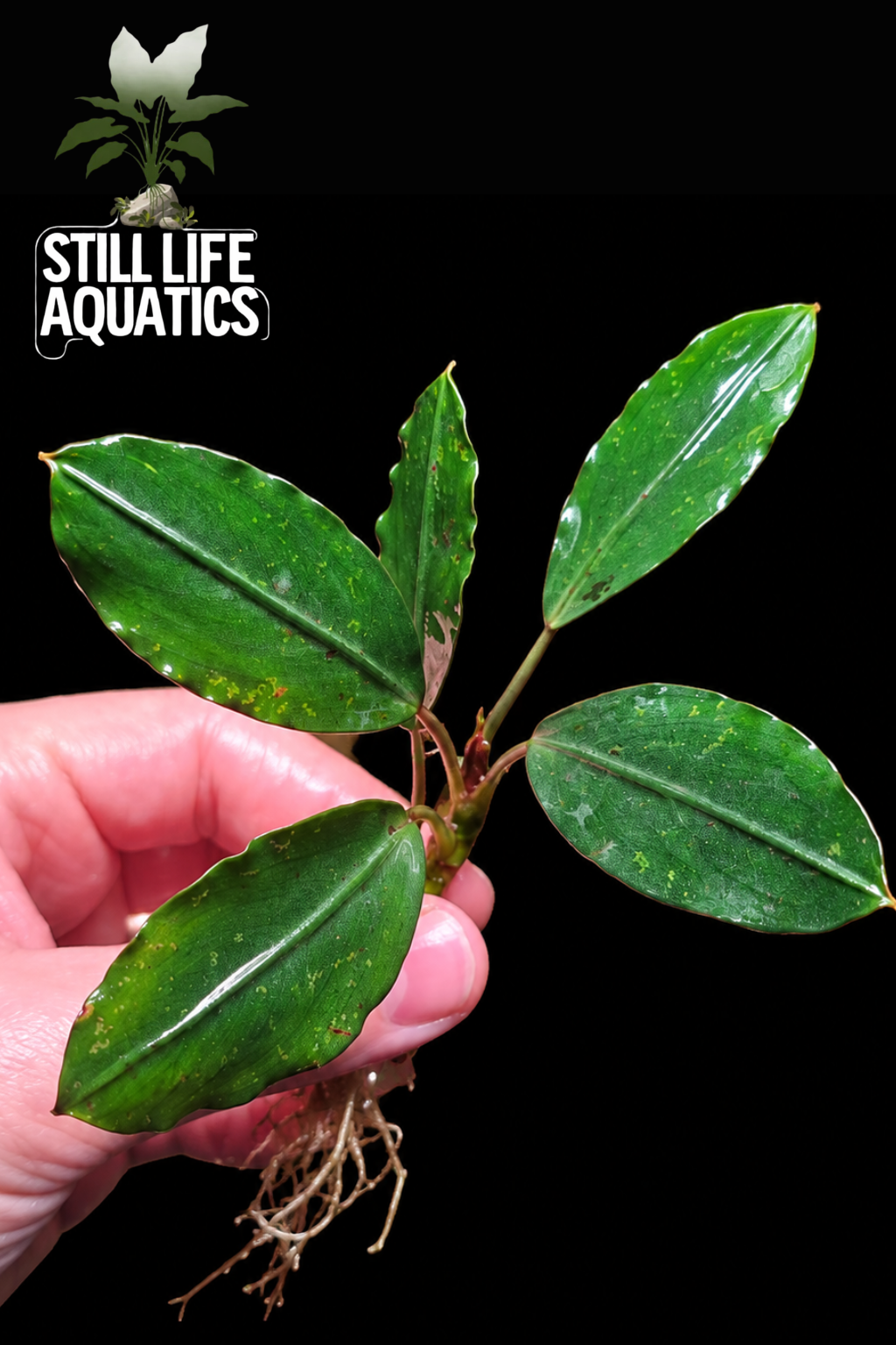 Bucephalandra Pearl Grey