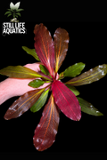 Large Echinodorus 'Big Bear'