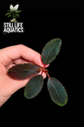 Bucephalandra Blood Moon