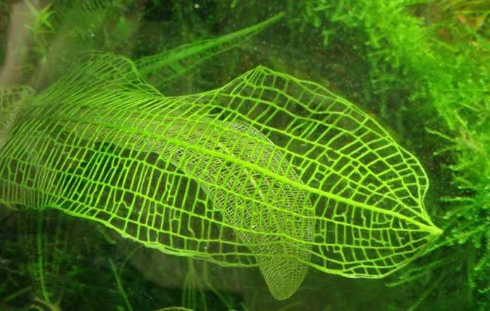 Madagascar Lace Plant Broad leaf